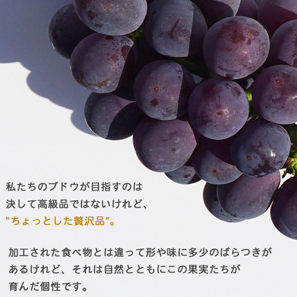 ＜旬のブドウ 西予市産 二色詰合せセット 約１kg＞ 果物 フルーツ ぶどう 葡萄 季節限定 愛媛県