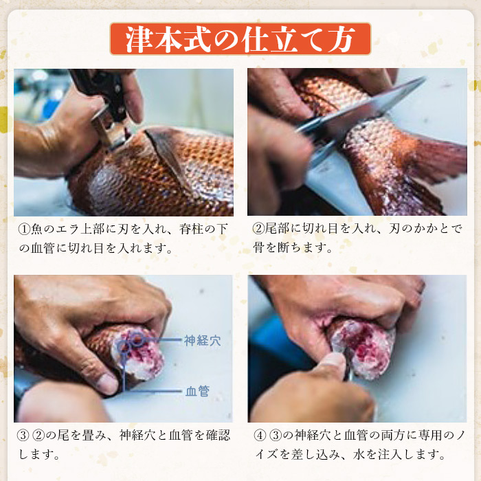 ＜津本式究極の血抜き 白寿真鯛 セミドレス 1尾（約1.5kg）＞ 鯛 タイ マダイ まだい 活〆 尾頭付き 特産品 のし対応可 お祝い 御祝 内祝い ギフト 贈答 赤坂水産 愛媛県 西予市