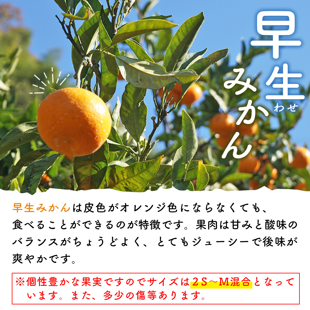 ＜浅井果樹園 温州みかん 約5kg（早生）＞ 柑橘 果物 フルーツ ミカン オレンジ ワセ 西宇和 愛媛県 西予市