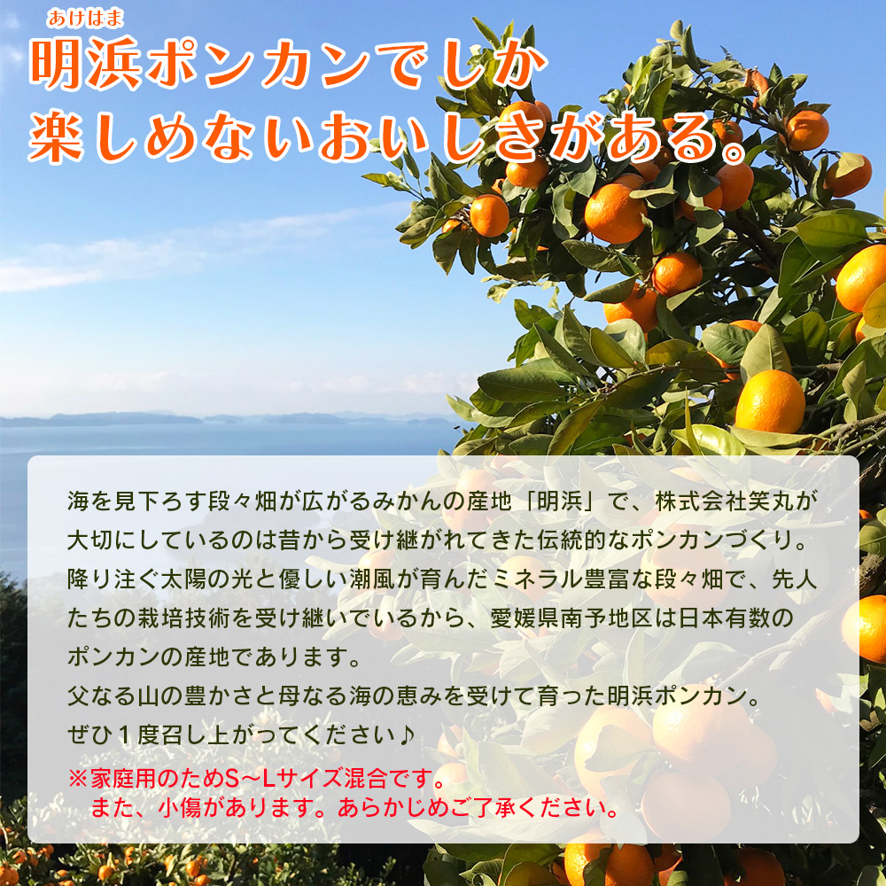 ＜吉田ポンカン 家庭用 約3kg＞ 果物 くだもの フルーツ みかん ミカン 柑橘 吉田ぽんかん よしだぽんかん ヨシダポンカン ぽんかん 訳あり ご自宅用 特産品 株式会社笑丸 愛媛県 西予市