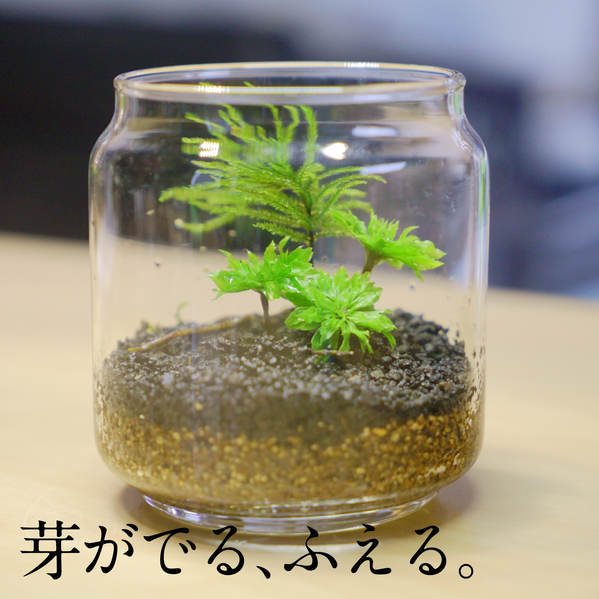 めでる」シリーズ：苔テラリウム制作キット コウヤノマンネングサ 3本