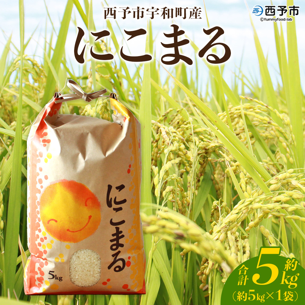 [令和7年産 西予市宇和町産 にこまる 約5kg] お米 コメ 白米 精米 単一原料米 ご飯 晩稲 大粒 精米 ご飯 ライス 穀物 ニコマル 特産品 愛媛県産 西予市産 宇和町産 三好フク 愛媛県 西予市