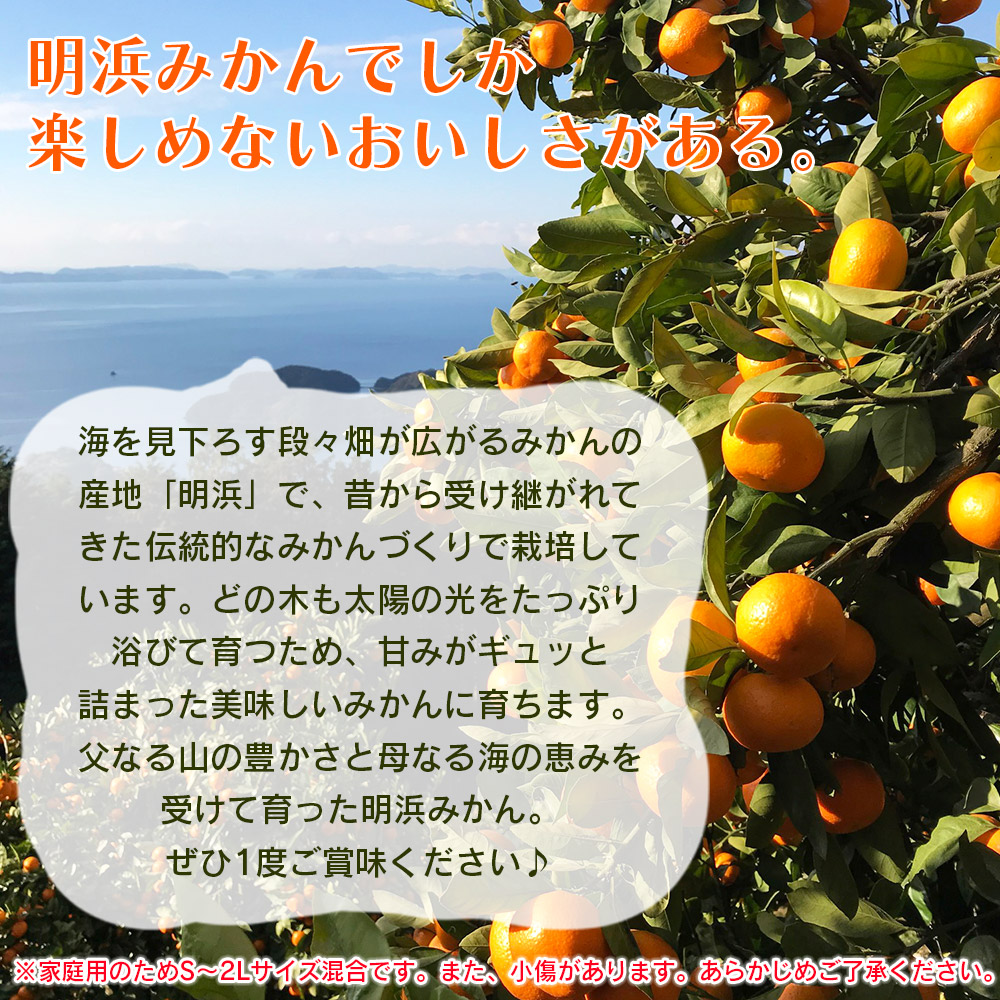 紅まどんなと同品種！＜天晴まどんな（愛媛果試28号）ご家庭用 約10kg＞ マドンナ 訳あり 果物 くだもの フルーツ みかん ミカン 柑橘 愛媛県 西予市