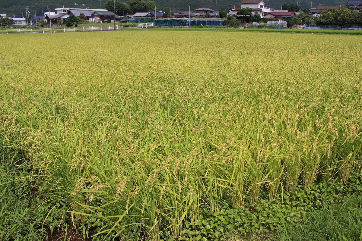 令和５年産　松本農園直送「宇和米（コシヒカリ）」３kg