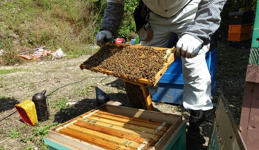 みかん蜂蜜「ジオハニー」170g×３瓶（化粧箱入り）
