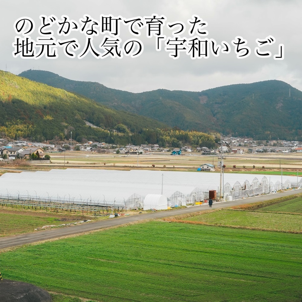 【農家厳選】かんちゃん農園　特大サイズおばけいちご　約1.8kg　新鮮朝採り　宇和いちご