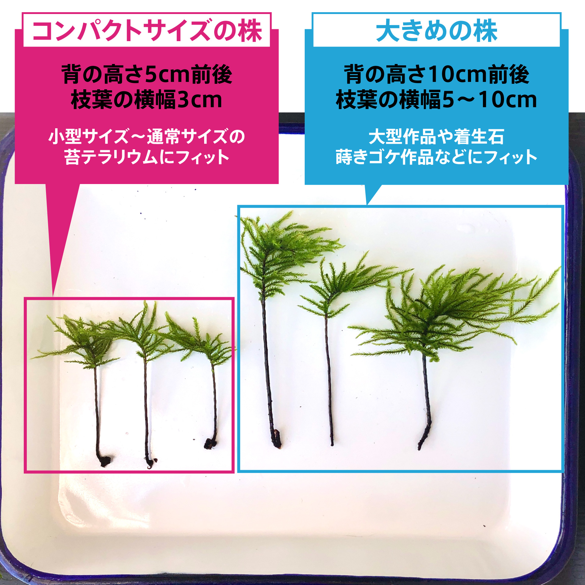 コウヤノマンネングサ [Climacium japonicum] 人工栽培品種 5本