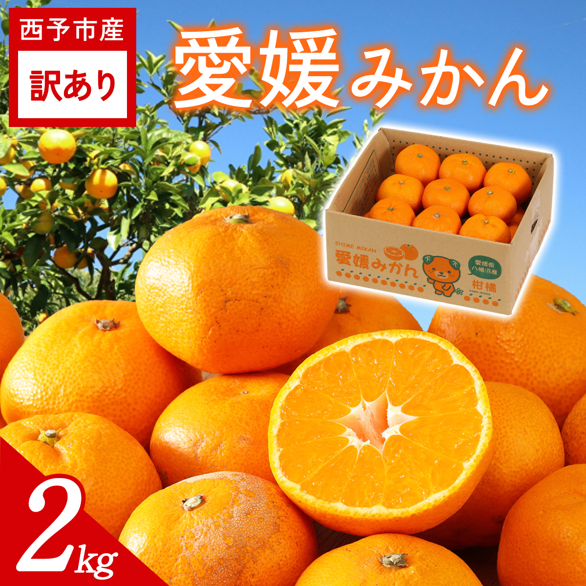先行予約＜訳あり 愛媛みかん 合計約2kg＞ 『2026年11月以降順次出荷予定』温州 みかん フレッシュ ご家庭用 ご自宅 蜜柑 愛媛県産 キロ 果肉 お試し 果物 柑橘 フルーツ オレンジ 国産 濃厚 産地直送 ミヤモトオレンジガーデン 愛媛県 西予市【常温】