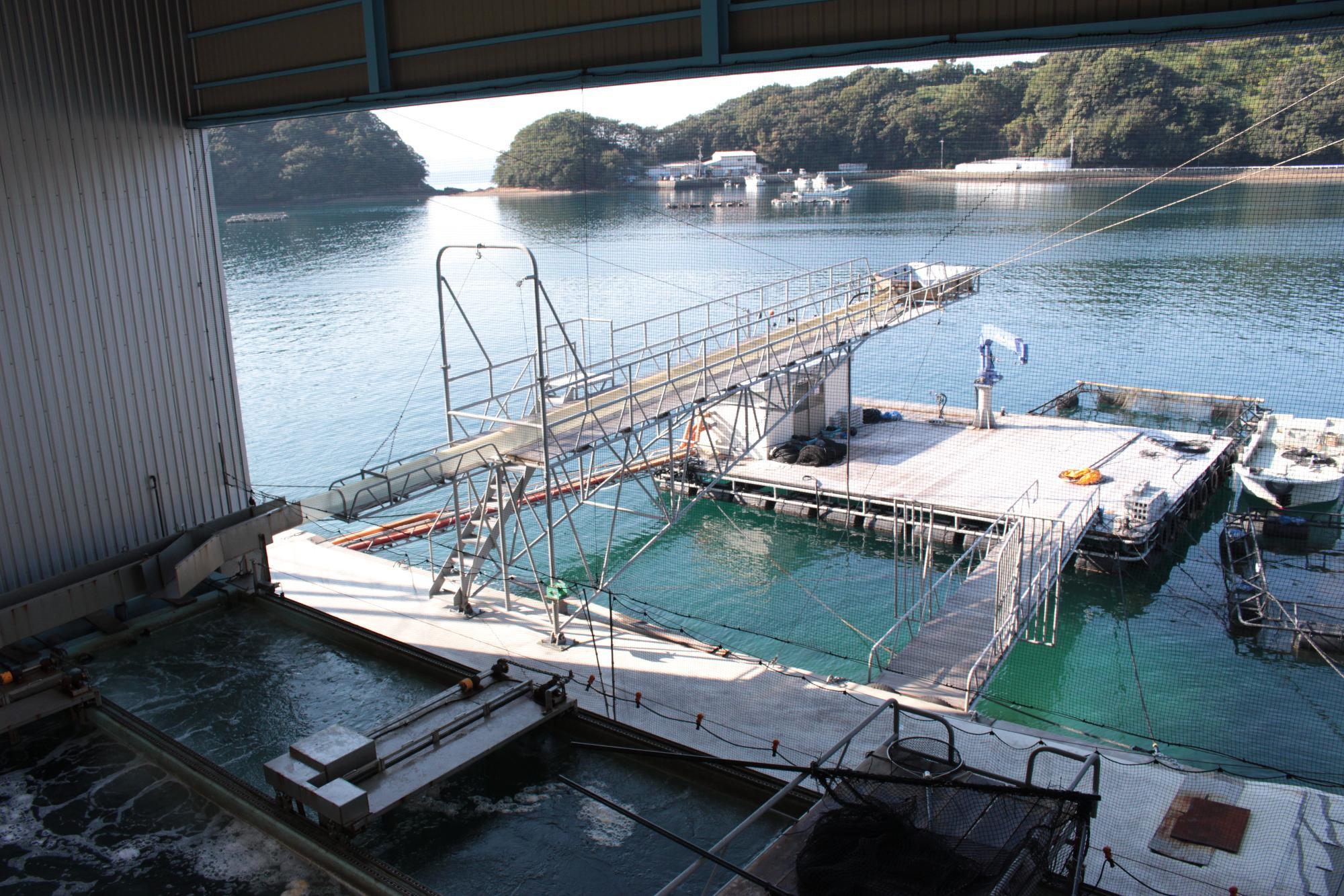 異次元の鮮度！宇和海産『超冷薫』冷凍真鯛カマ