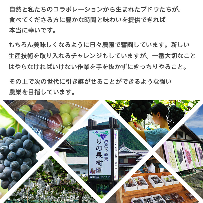 ＜旬のブドウ　西予市産　シャインマスカット　約１kg＞ 果物 フルーツ ぶどう 葡萄 種無し たねなし 季節限定 愛媛県