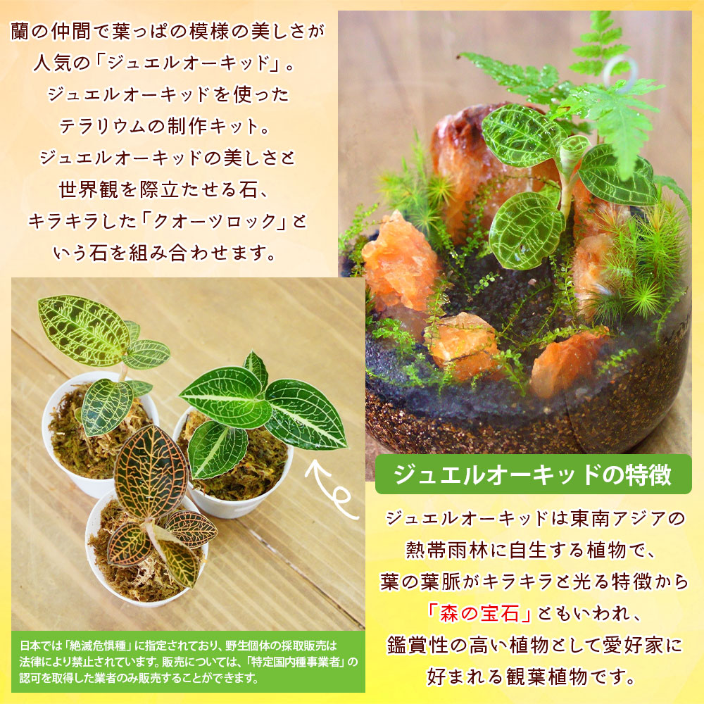 ＜ジュエルオーキッドのテラリウムキット＞コケ 苔 シダ インテリア ガーデニング 園芸 グリーン 緑 植物 キット栽培 作成キット 自作キット ハンドメイド 育成 観葉植物 西予苔園 愛媛県 西予市 【常温】『1か月以内に順次出荷』