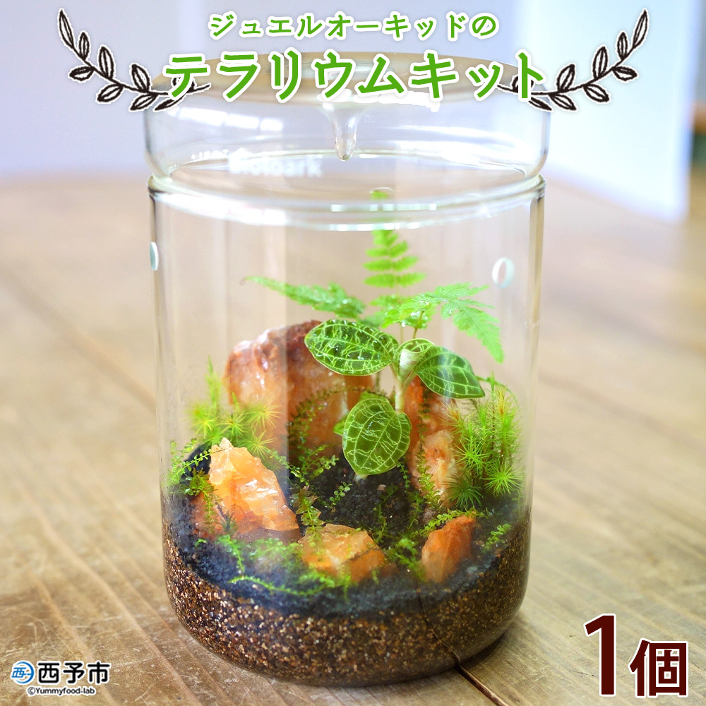 ＜ジュエルオーキッドのテラリウムキット＞コケ 苔 シダ インテリア ガーデニング 園芸 グリーン 緑 植物 キット栽培 作成キット 自作キット ハンドメイド 育成 観葉植物 西予苔園 愛媛県 西予市 【常温】『1か月以内に順次出荷』