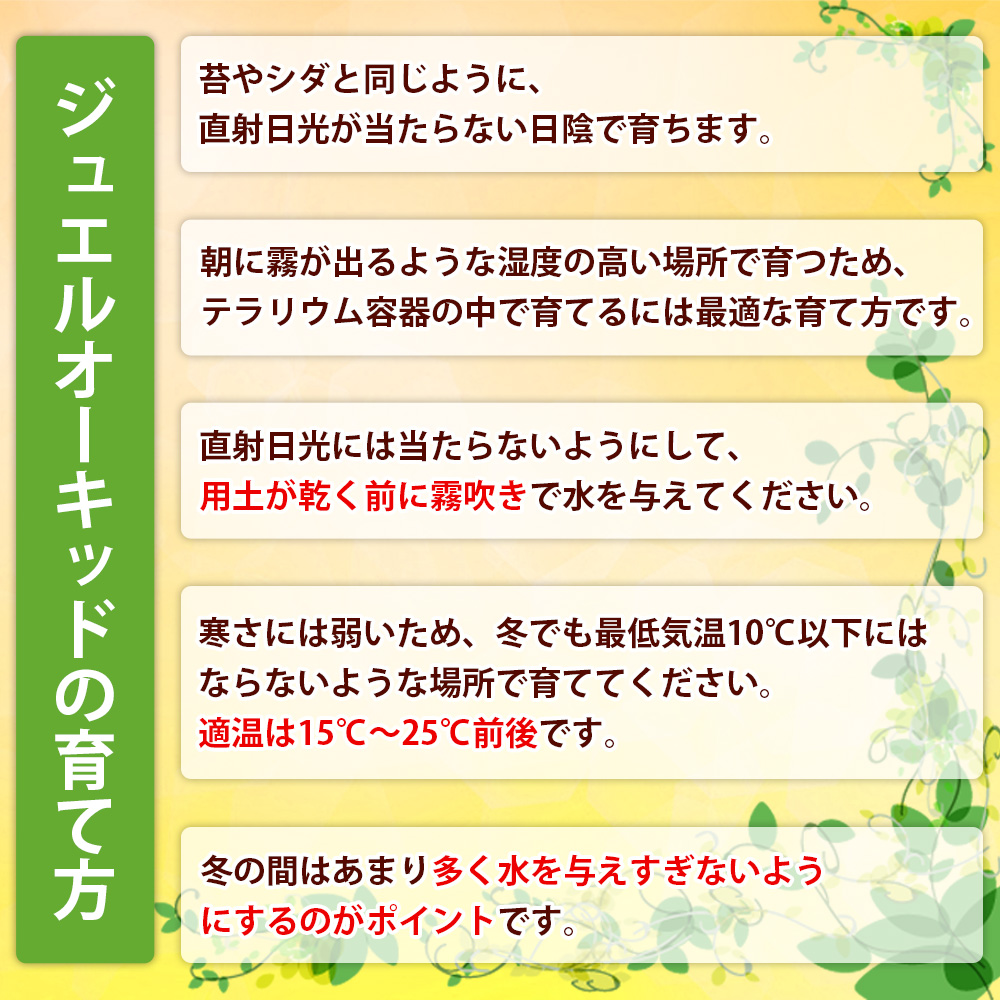 ＜ジュエルオーキッドのテラリウムキット＞コケ 苔 シダ インテリア ガーデニング 園芸 グリーン 緑 植物 キット栽培 作成キット 自作キット ハンドメイド 育成 観葉植物 西予苔園 愛媛県 西予市 【常温】『1か月以内に順次出荷』