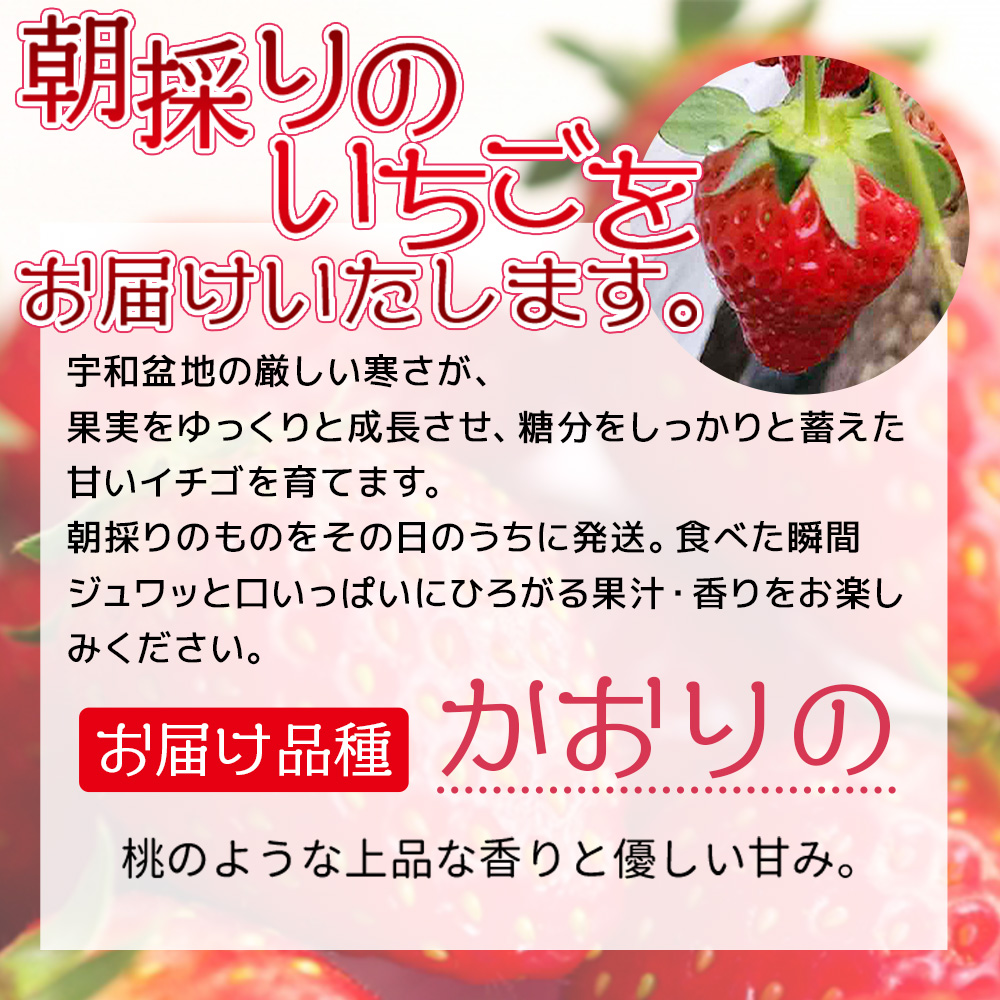 ＜農家厳選 新鮮朝採り 宇和いちご 大粒 2箱（合計約1.4kg）＞イチゴ 苺 果物 フルーツ くだもの ストロベリー かおりの 農家直送 愛媛県 西予市