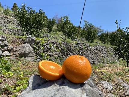愛媛県明浜産　まぼろしの柑橘「のうろく」ストレートジュース　３本セット