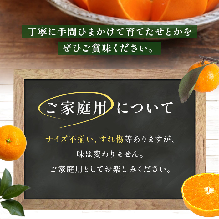 ＜【訳あり】 玉やま農園直送 せとか 家庭用 約5kg ＞ 数量限定 みかん ミカン 柑橘 フルーツ 果物 くだもの ご自宅用 訳アリ 愛媛県 西予市