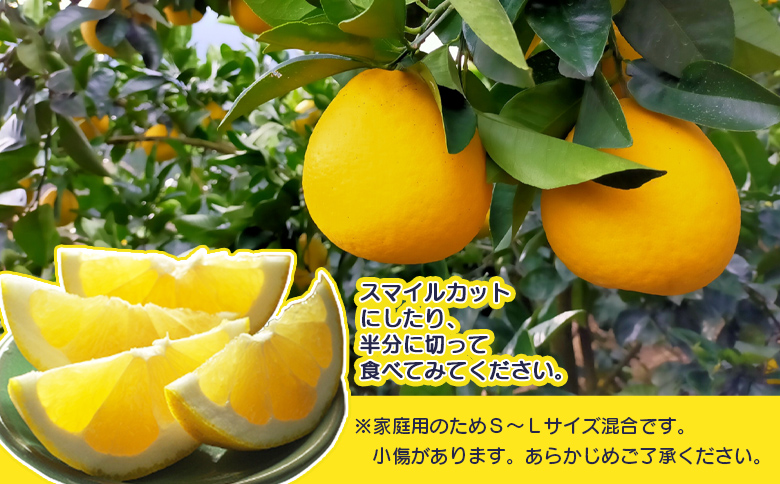 先行予約受付＜天晴晩柑（河内晩柑）家庭用 約1.2kg＞『2026年4月上旬～5月下旬迄に順次出荷予定』訳アリ 訳あり 果物 柑橘 みかん 和製 グレープフルーツ 食べて応援 特産品 株式会社笑丸 愛媛県明浜産 愛媛県 西予市【常温】