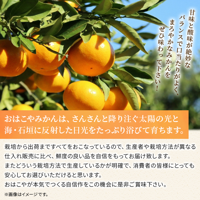 ＜おはこやがつくる 高品質みかん 約5kg（S～Lサイズ）＞ 果物 フルーツ 柑橘 ミカン 蜜柑 特産品 西宇和 愛媛県 西予市