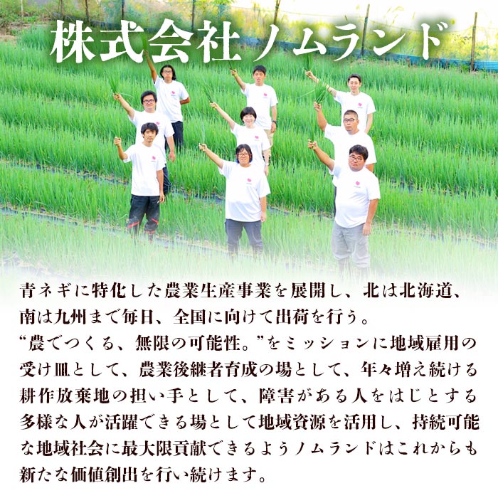 ＜愛媛県西予市産 朝霧ネギ 約2kg（80g入り×25袋）＞ 根無し 西予市産 愛媛県産 国産 野菜 やさい 青葱 青ネギ 青ねぎ 葉ネギ 葱 ねぎ 特産品 株式会社ノムランド 愛媛県 西予市