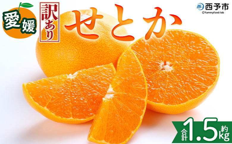 [[訳あり]愛媛県産 せとか 約1.5kg]『2027年2月中旬〜5月下旬迄に順次発送予定』わけあり 訳アリ 甘い みかんの大トロ みかん 蜜柑 果物 くだもの フルーツ ミカン 高級柑橘 とろける 食感 果汁 国産 株式会社三代目みかん職人 愛媛県 西予市[冷蔵]