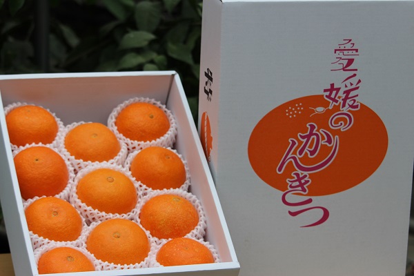 宇和のマドンナ　M〜L寸（数量限定）