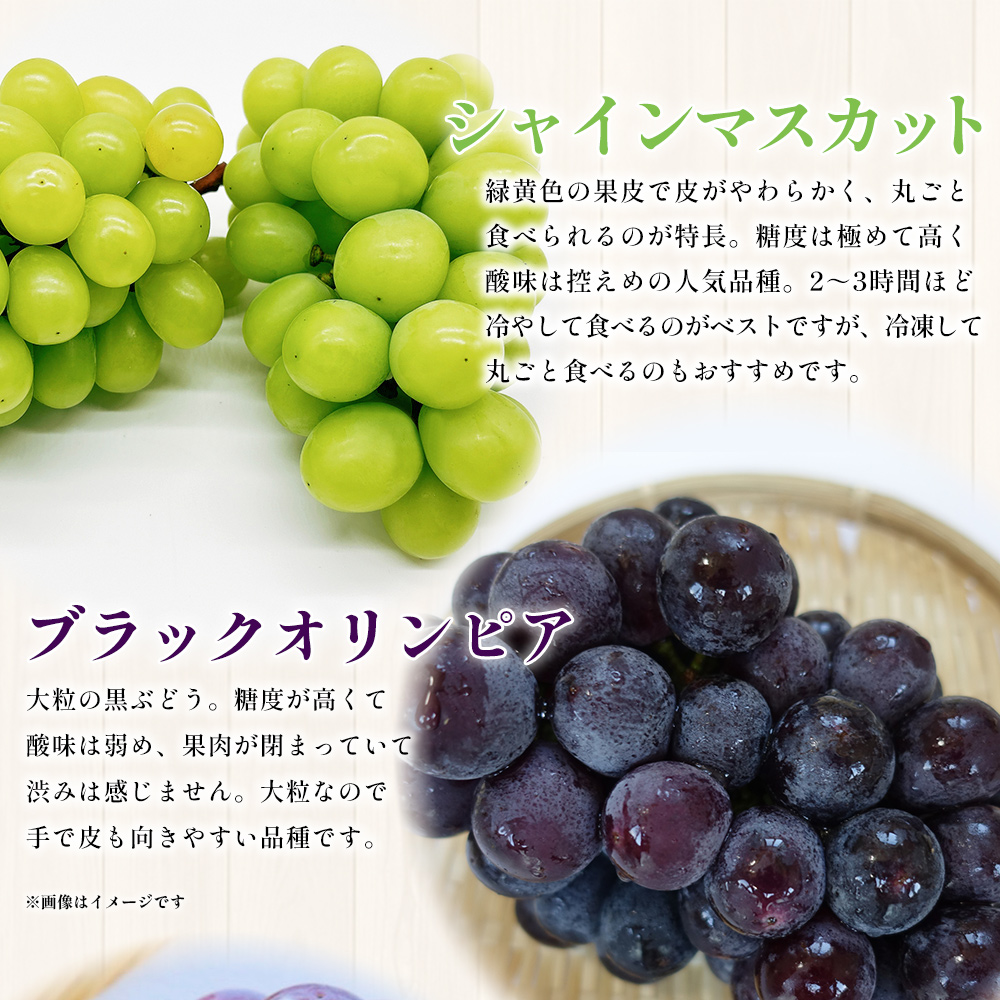 ＜西予の美味しいぶどう セレクトセット／おまかせ 約2kg＞ 果物 くだもの フルーツ 葡萄 ブドウ セット 詰め合わせ つめあわせ 食べ比べ お楽しみ おまかせ 野菜ソムリエ 食べて応援 特産品 産地直送 西予ぶどう倶楽部 愛媛県 西予市
