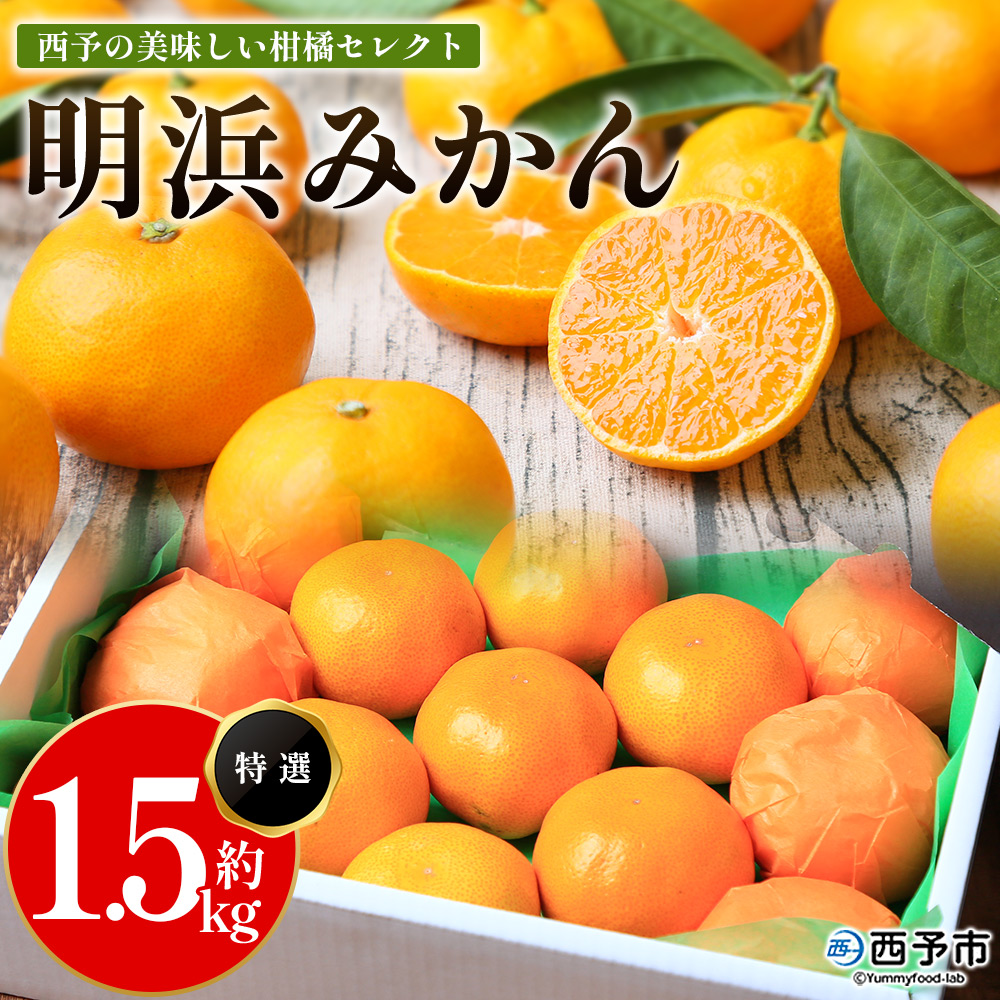 [先行予約][西予の美味しい柑橘セレクト(特選)/明浜みかん(約1.5kg)] 果物 くだもの フルーツ 蜜柑 みかん ミカン 柑橘 贈答 贈答用 ギフト プレゼント 特選 温州みかん 食べて応援 国産 愛媛県産 特産品 西予みかん倶楽部 愛媛県 西予市