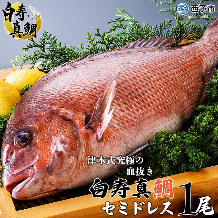 ＜津本式究極の血抜き 白寿真鯛 セミドレス 1尾（約1.5kg）＞ 鯛 タイ マダイ まだい 活〆 尾頭付き 特産品 のし対応可 お祝い 御祝 内祝い ギフト 贈答 赤坂水産 愛媛県 西予市