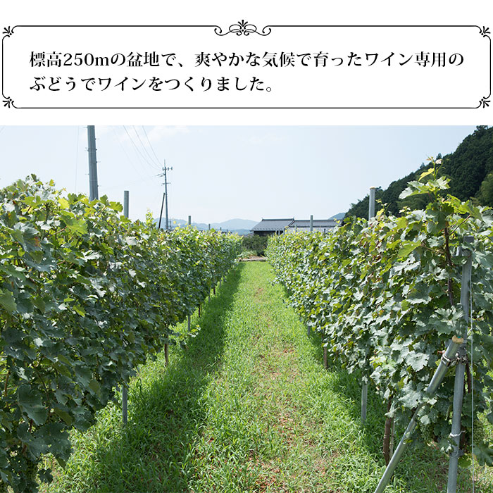 ＜光ワイン「赤」720ml 2本セット＞ お酒 アルコール お祝い 内祝い 家飲み 宅飲み 乾杯 光農場 特産品 愛媛県 西予市