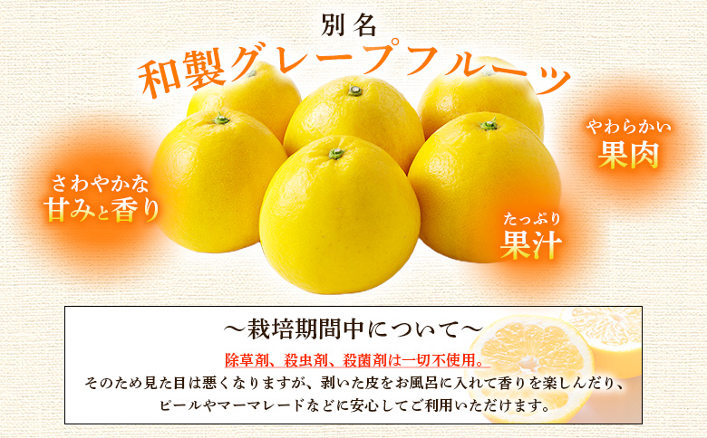 ＜愛媛県産 河内晩柑 約4kg（M～2L）＞ 柑橘 みかん フルーツ 和製グレープフルーツ ジューシー 初夏 旬 サイズ混合 西宇和 国産 さっぱり 甘い 農園オレンジとムラサキ 西予市