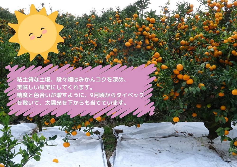 浅井果樹園直送　西宇和産温州みかん　５kg