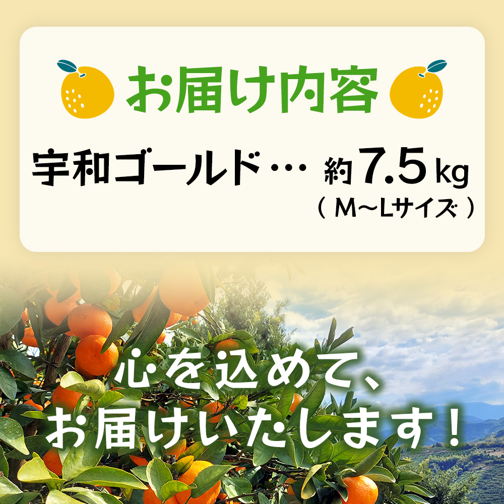 ＜宇和ゴールド 約7.5kg＞ 果物 フルーツ みかん ミカン オレンジ 柑橘 河内晩柑 愛南ゴールド 美生柑 JA 愛媛県 西予市