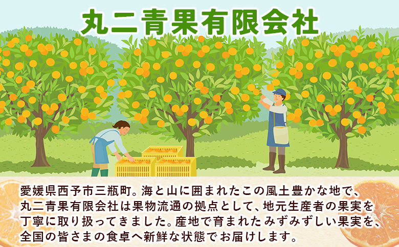 ＜訳あり 河内晩柑 約7kg＞『2026年4月中旬から順次出荷予定』かわちばんかん サイズ不揃い ご家庭用 ご自宅 訳アリ品 宇和ゴールド オレンジ 蜜柑 ミカン みかん 果物 フルーツ 柑橘 国産 愛媛県産 西予市産 西宇和 特産品 丸二青果 愛媛県西予市【常温】