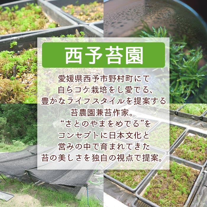 ＜ジュエルオーキッドのテラリウムキット＞コケ 苔 シダ インテリア ガーデニング 園芸 グリーン 緑 植物 キット栽培 作成キット 自作キット ハンドメイド 育成 観葉植物 西予苔園 愛媛県 西予市 【常温】『1か月以内に順次出荷』