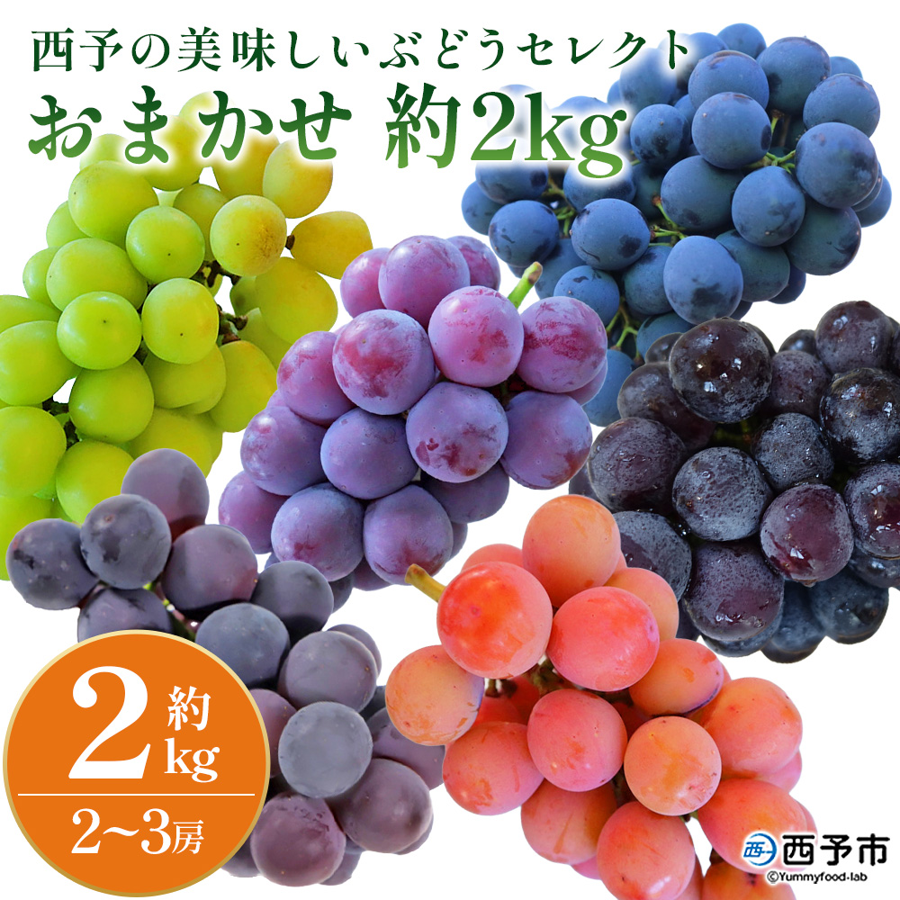 [西予の美味しいぶどう セレクトセット/おまかせ 約2kg] 果物 くだもの フルーツ 葡萄 ブドウ セット 詰め合わせ つめあわせ 食べ比べ お楽しみ おまかせ 野菜ソムリエ 食べて応援 特産品 産地直送 西予ぶどう倶楽部 愛媛県 西予市