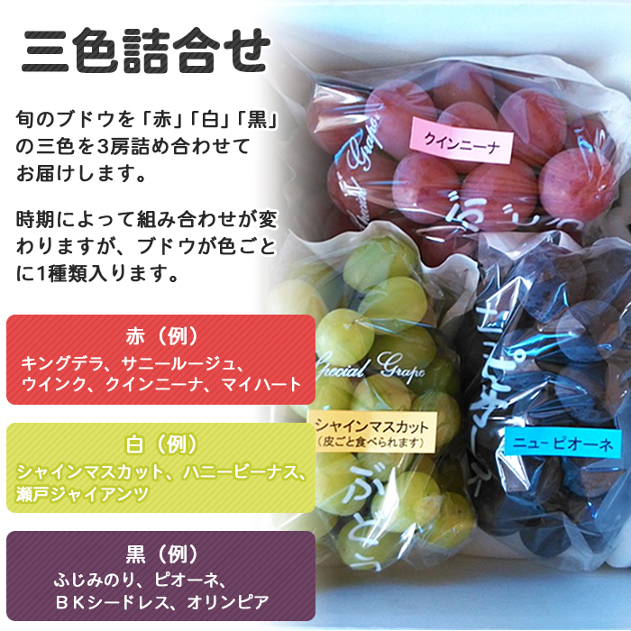 ＜旬のブドウ　西予市産　三色詰合せセット　約1.5kg＞ 果物 フルーツ ぶどう 葡萄 季節限定 愛媛県