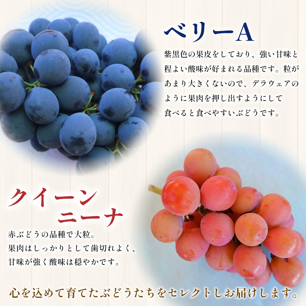 ＜西予の美味しいぶどう セレクトセット／おまかせ 約2kg＞ 果物 くだもの フルーツ 葡萄 ブドウ セット 詰め合わせ つめあわせ 食べ比べ お楽しみ おまかせ 野菜ソムリエ 食べて応援 特産品 産地直送 西予ぶどう倶楽部 愛媛県 西予市