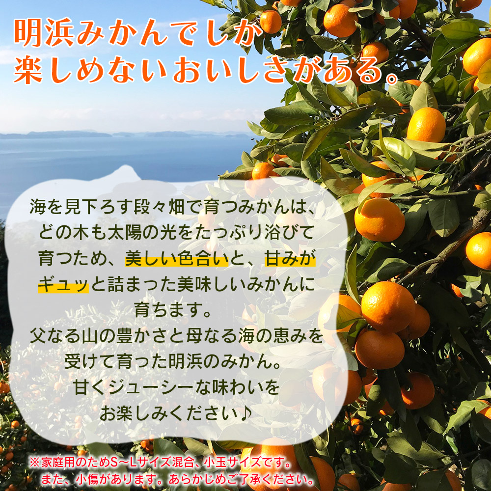 ＜愛媛県明浜産 天晴みかん（温州みかん）約10kg 小玉サイズ＞ 家庭用 訳あり ワケアリ 果物 くだもの フルーツ ミカン 柑橘 特産品 笑丸 愛媛県 西予市
