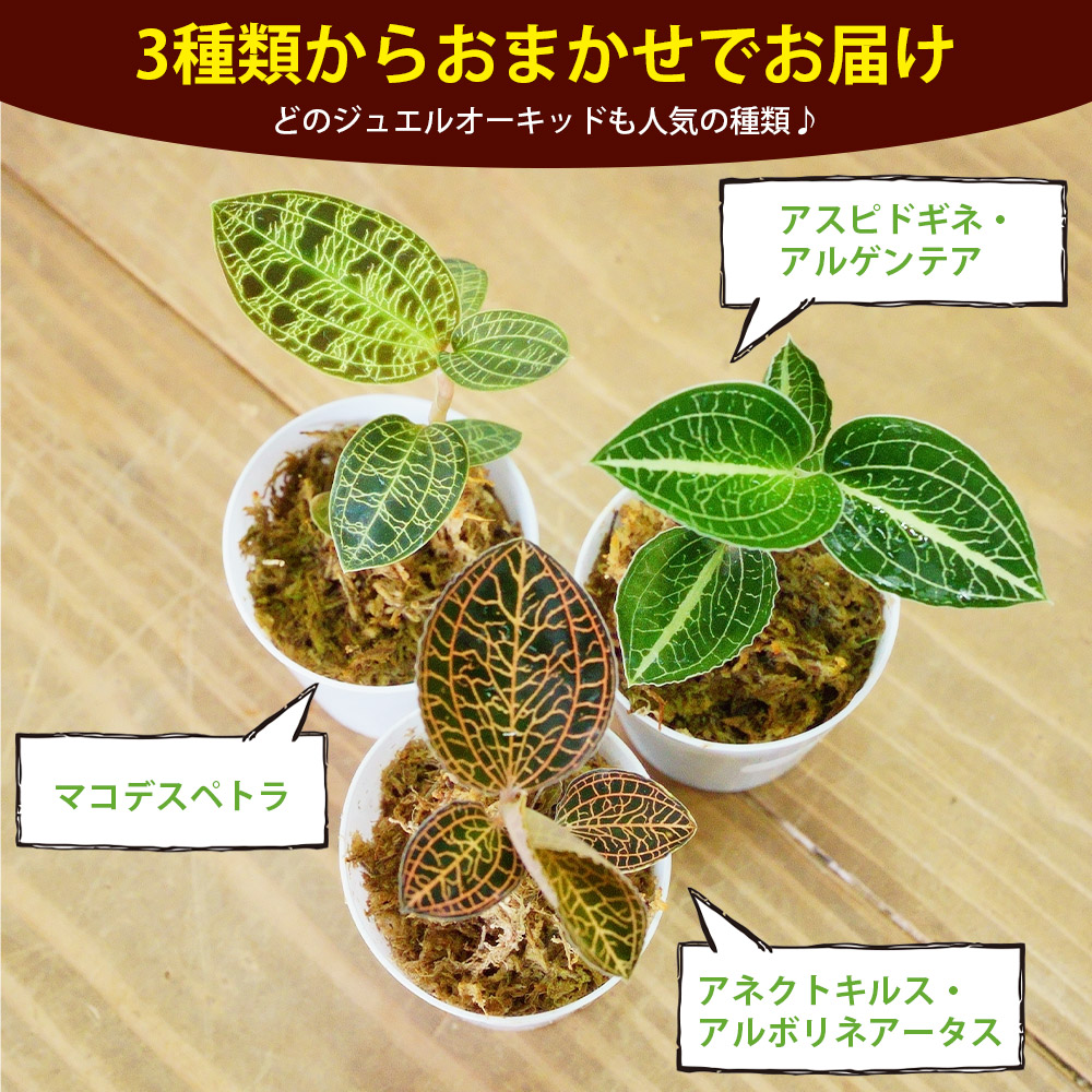 ＜ジュエルオーキッドのテラリウムキット＞コケ 苔 シダ インテリア ガーデニング 園芸 グリーン 緑 植物 キット栽培 作成キット 自作キット ハンドメイド 育成 観葉植物 西予苔園 愛媛県 西予市 【常温】『1か月以内に順次出荷』