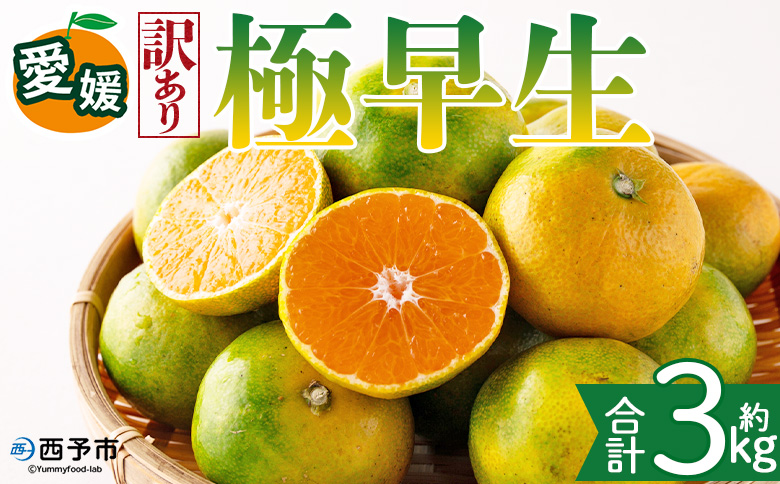 [[訳あり]愛媛県産 極早生 約3kg]『2026年10月上旬〜11月下旬迄順次発送予定』わけあり 訳アリ あまずっぱい 甘酸っぱい ごくわせ みかん 蜜柑 訳あり 果物 くだもの フルーツ ミカン 果汁 国産 特産品 株式会社三代目みかん職人 愛媛 西予市[常温]