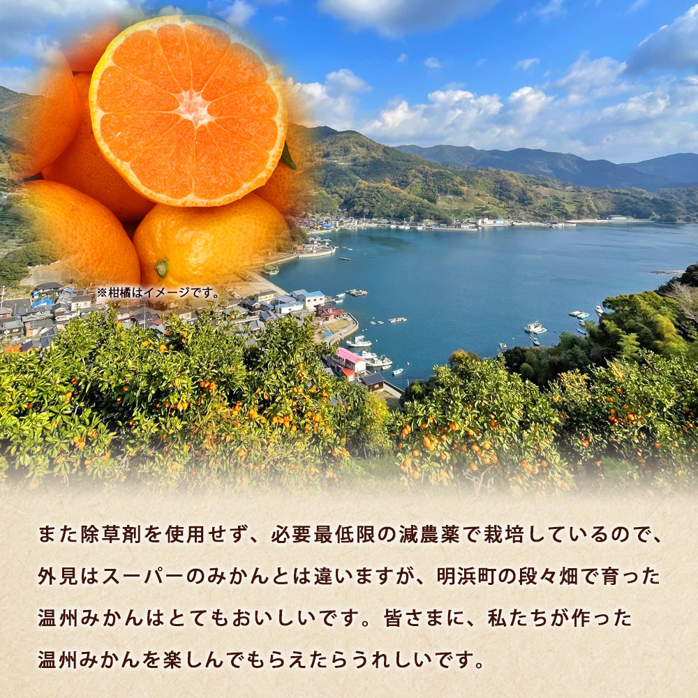 ぼちぼち農園の温州みかん5kg　家庭用