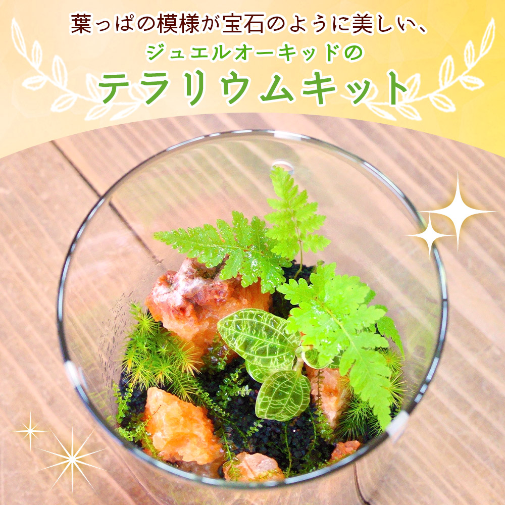 ＜ジュエルオーキッドのテラリウムキット＞コケ 苔 シダ インテリア ガーデニング 園芸 グリーン 緑 植物 キット栽培 作成キット 自作キット ハンドメイド 育成 観葉植物 西予苔園 愛媛県 西予市 【常温】『1か月以内に順次出荷』