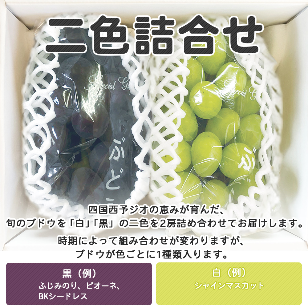 ＜旬のブドウ 西予市産 二色詰合せセット 約１kg＞ 果物 フルーツ ぶどう 葡萄 季節限定 愛媛県