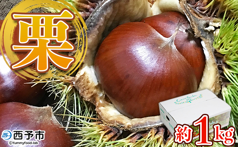 【先行予約】＜中生栗 約1kg（2Lまたは3Lサイズ）愛媛県西予市産＞ クリ くり 果物 フルーツ マロン モンブラン 栗ご飯 栗きんとん 栗の甘露煮 特産品 国産 秋の味覚 食べて応援 宇都宮物産 愛媛県 西予市【冷蔵】『2026年9月上旬〜10月中旬迄に順次出荷予定』