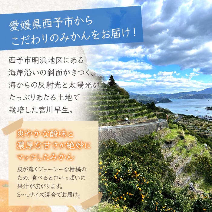 ＜浜風みかん 宮川早生 約５kg＞わせ 柑橘 ミカン 果物 フルーツ 愛媛県 西予市