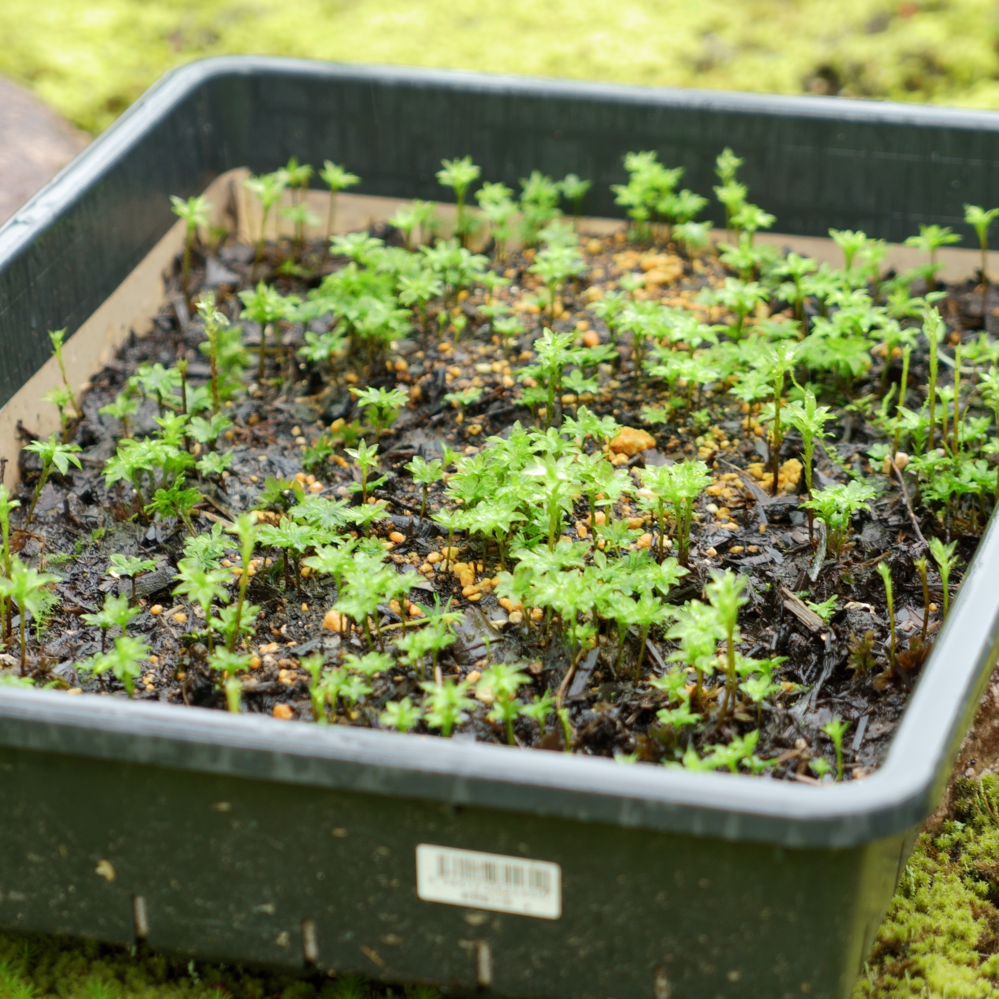 オオカサゴケ [Rhodobryum giganteum] 苔テラリウム用人工栽培品種 5本パック