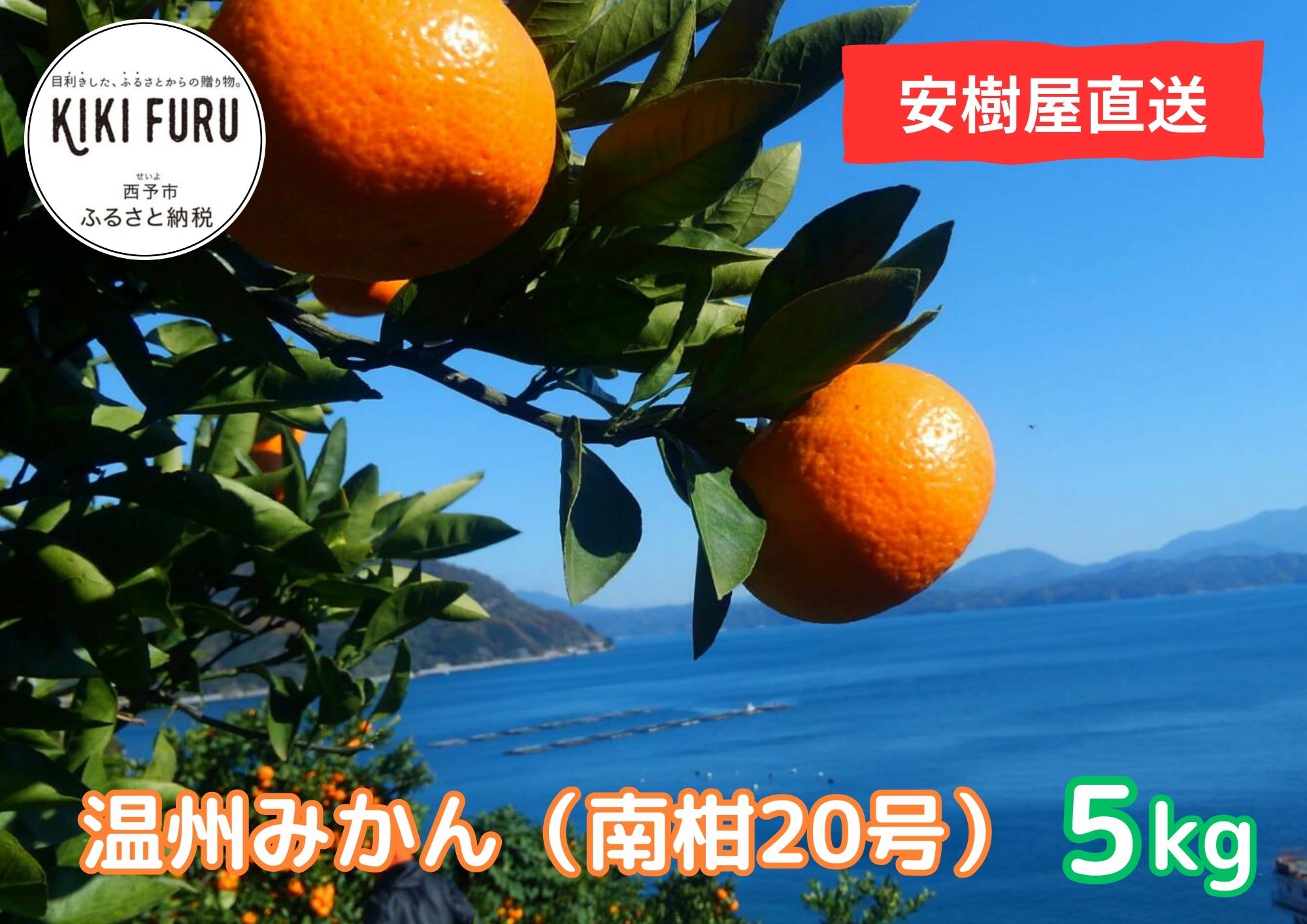 安樹屋 愛媛県明浜産 温州みかん（南柑20号） ５kg（家庭用）|JAL