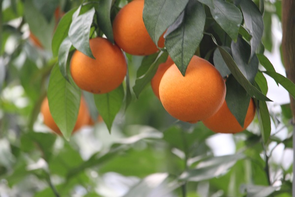 宇和のマドンナ　M〜L寸（数量限定）