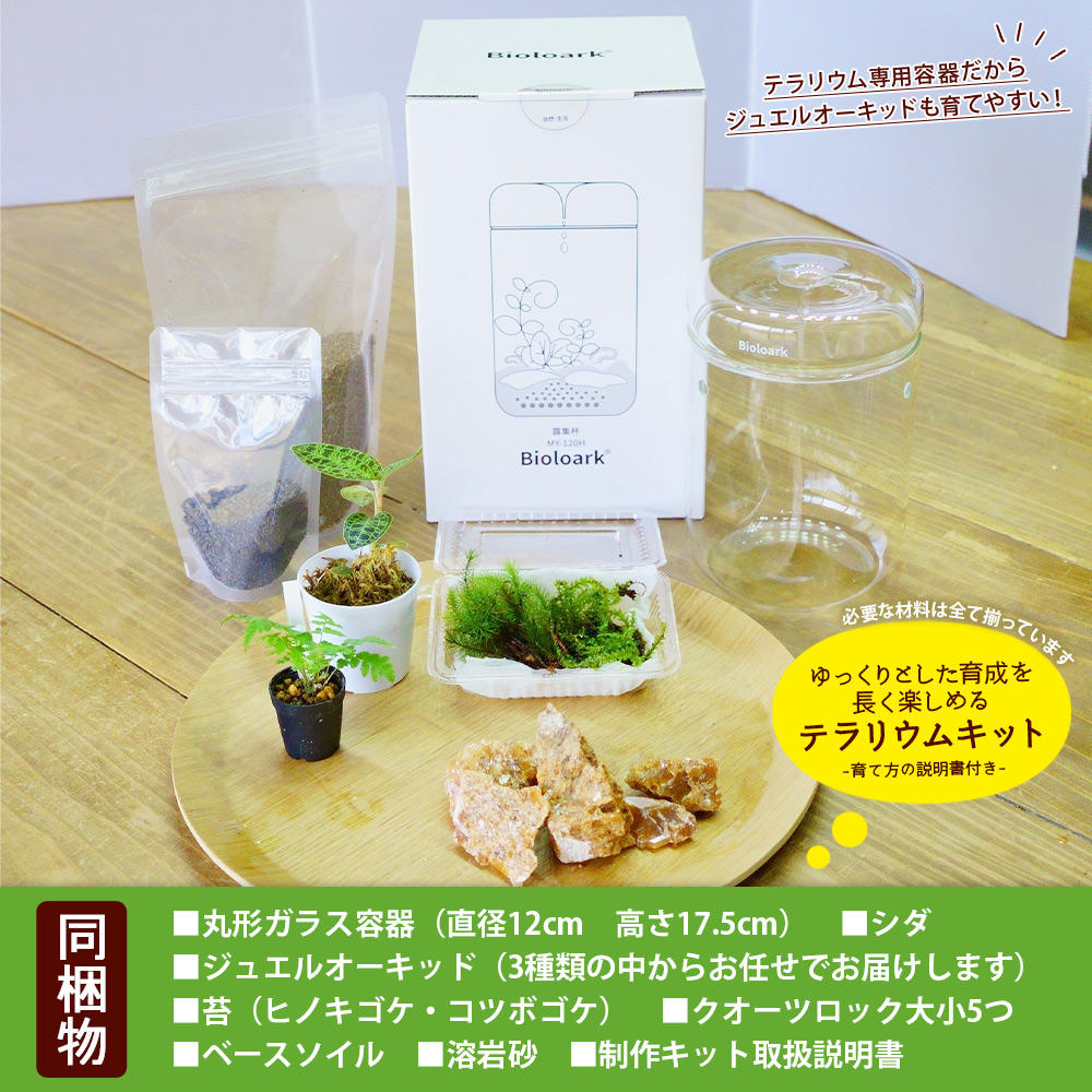＜ジュエルオーキッドのテラリウムキット＞コケ 苔 シダ インテリア ガーデニング 園芸 グリーン 緑 植物 キット栽培 作成キット 自作キット ハンドメイド 育成 観葉植物 西予苔園 愛媛県 西予市 【常温】『1か月以内に順次出荷』