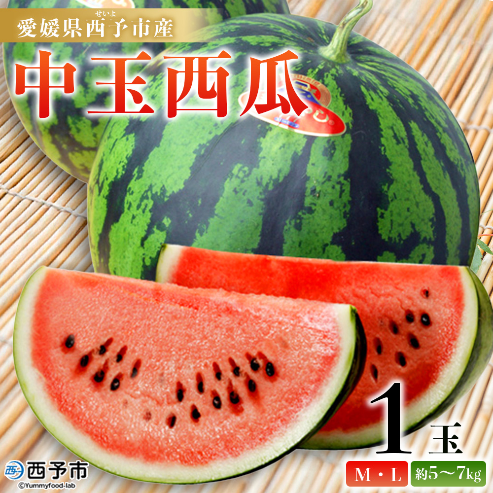 【先行予約】スイカ ＜愛媛県西予市産 中玉西瓜 1玉＞ 果物 くだもの 果肉 西瓜 すいか 中玉 中玉すいか 中玉スイカ M～L 5～7kg 高糖度 甘い 季節 食べて応援 国産 特産品 宇都宮物産 愛媛県 西予市【常温】『2026年7月上旬～8月上旬迄に順次出荷予定』